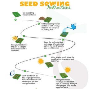 Cauliflower Seeds Hybrid फूलगोभी के बीज