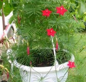 Red Creeper Wine Seeds