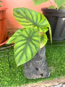 Same alocasia green shield