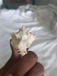 Mini Sea Shell