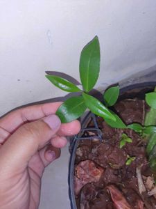 Jamun Plant