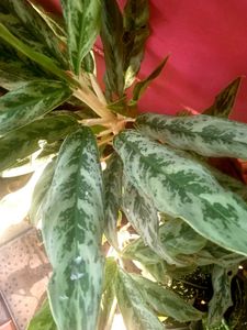 Only One Piece🌱 Chinese Evergreen Plant