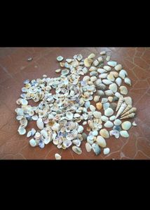 Seashell Collection