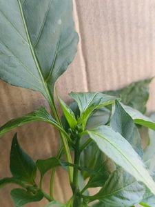 Chilli Plant