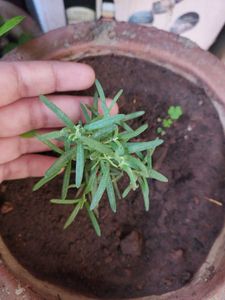 Plants For Kunal