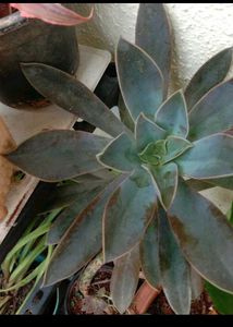 15 Plant Pack (Free Shipping)
