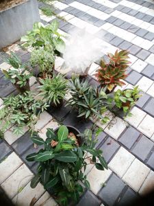 10 Live Root Plants