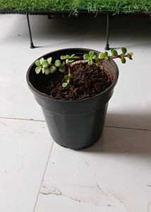 Jade plant, well rooted