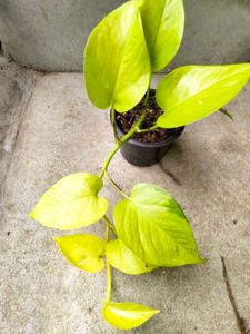 Assorted Houseplant Collection