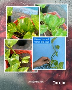 Golden Pothos