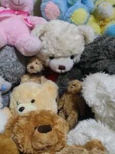 Bundle Of Teddy