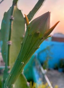 Fairy Castle Cactus