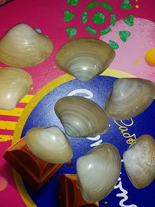 10 Original Sea Shells.....