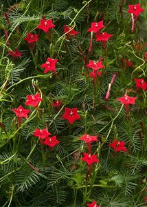 Cypress &amp; cockscomb flower plant and seeds