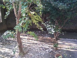 Five Siuli Flower Seeds