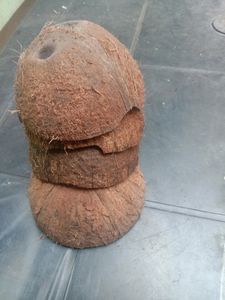 10 Coconut Shell