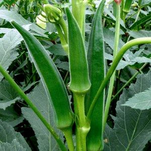 Hybrid Green Bhindi Ladyfinger