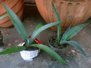 Agave Plant