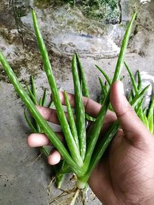 Aloe Vera (Aloe Barbadensis Miller)