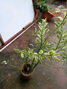 Devil&#39;s Backbone Plant - Unique Foliage!
