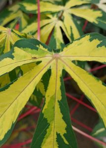 Manihot Plant