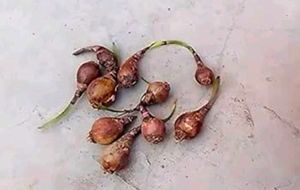 Combo Of Rain Lily Bulbs &amp; Seeds