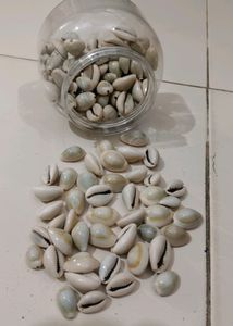 Caudi, कौड़ी