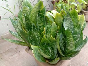 Snake Plant in Upcycled Planter