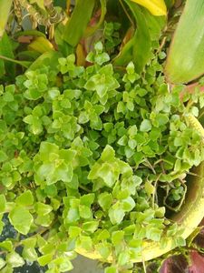 Tangled Heart Plant