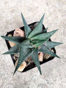 Cactus And Secculents Combo