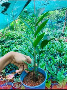 Zz Plants Live