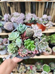 12 succulent Combo
