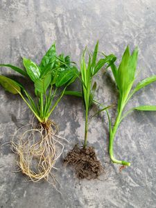 Combo Piece Lilly Lucky Bamboo Areca Palm