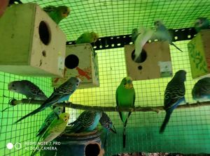 Bird Aviary Cage