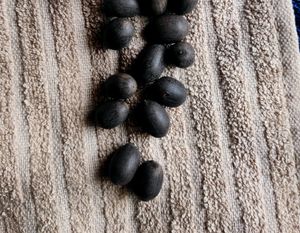 Original Kamal Gatta Lotus Seeds 21 Pcs Lakshmi P