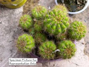 Fishhook Cactus (Yellow Bloom) FerocactusWislizeni