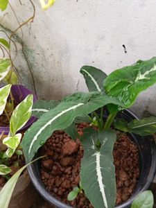 combo of 4+ freebies as Moss Rosa cutting flower