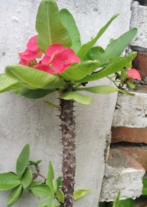 Euphorbia Mili Plant