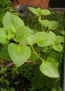 Combo Of 2 Plants With Roots