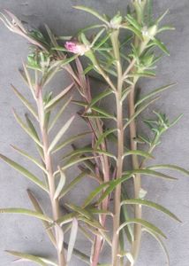 Flower Plant Cutting Four Colours 4 Cutting For Each Total 16 Cutting