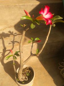 Adenium Desrt Rose Permanent Flowering Plant