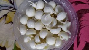 100 Ghee Diya Batti Cotton Wick Puja