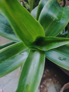 Healthy Indoor Plants