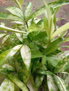 Artificial Plant