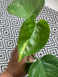Money Plant Marble Pothos