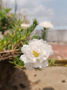 White Combo Table Rose And Portulaca 3 Plant