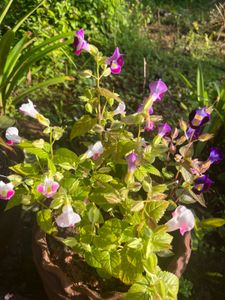 Wishbone Flower Plants combo
