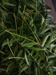 Dried Carry Leaves