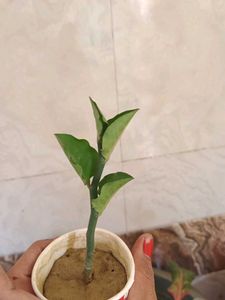 नागदोन  Nagdon Medicine Plant