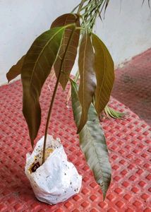 Pack 2 Big Mango 🥭 &amp; NeverNever Plants